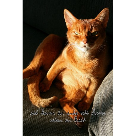 Röd katt i solljus
